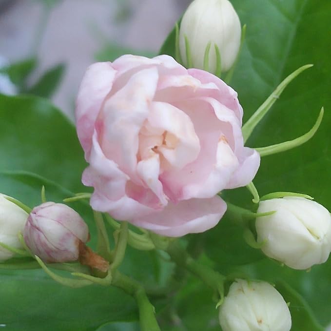 Double Jasmine Flower Seeds for Planting, 100pcs Fragrant Climber Jasmine Perennial Flower Seeds Plants, Non-GMO Heirloom Beauty Climbing Flowers in Home Garden Outdoors