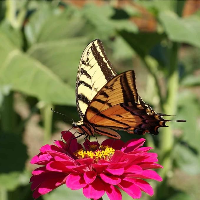 Zinnia Seeds for Planting Outdoors ~3000 California Giant Mix Zinnia Seeds - Beautiful 4' Tall Wildflower Blossoms - Zinnia elegans Pollinator Seed Mix - Bright, Cheerful Annual Flower Seed