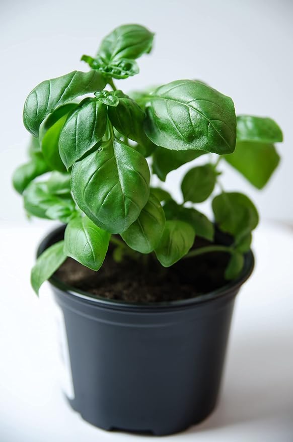 Basil Seeds, Genovese, 250+ Heirloom, Non GMO Seeds, Ocimum basilicum.