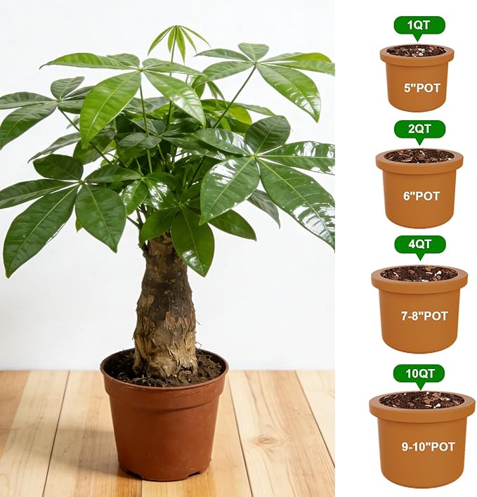 All-Natural Money Tree Soil & Indoor Potting Mix 1QT- Drainage-Enhanced Plant Soil for Healthy Indoor Plants