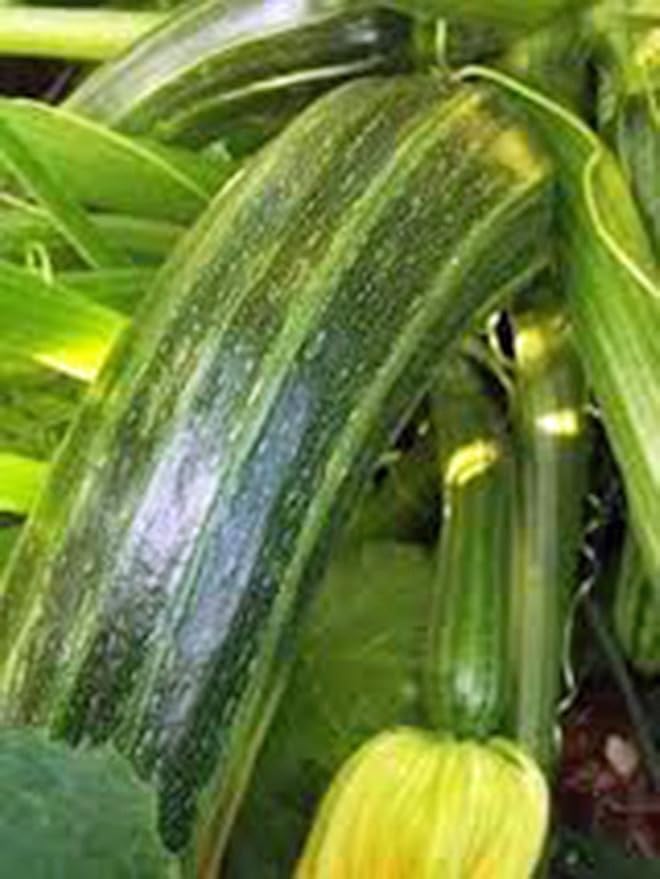 Squash, Summer Cocozelle, Heirloom, 25+ Seeds, Great for Cooking, Salad