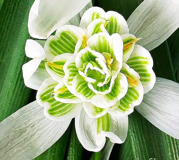 3 Double Snowdrops Bulbs - Top Size - Earliest Spring Blooms Thrive in Shade and Partial Sun - A Rare and Potected Specie in Holland
