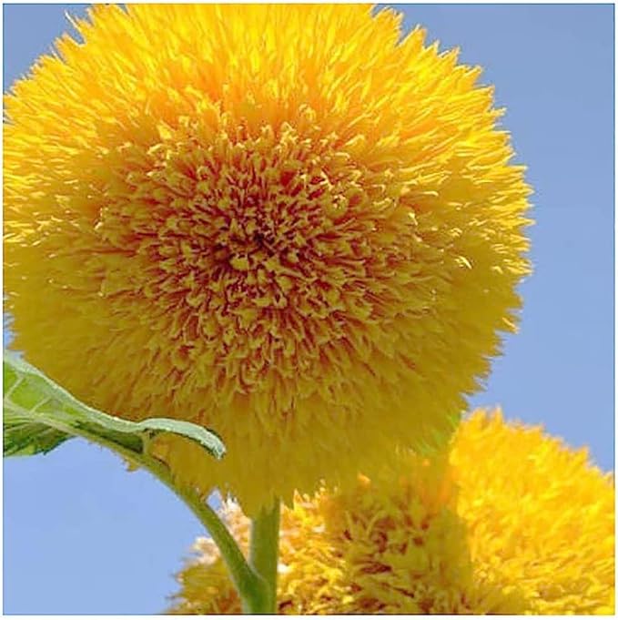 Giant Teddy Bear Sunflower Seeds - Deer Resistant - Attracts Butterflies and Bees