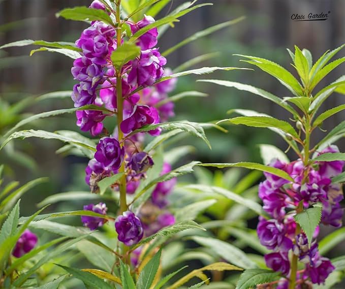 Camilia Flowered Balsam Mix - Impatiens Balsamina - 750 Seeds - Bright Mix Colors, Heirloom, Non-GMO, USA Grown, Excellent for Pollinators, Annual