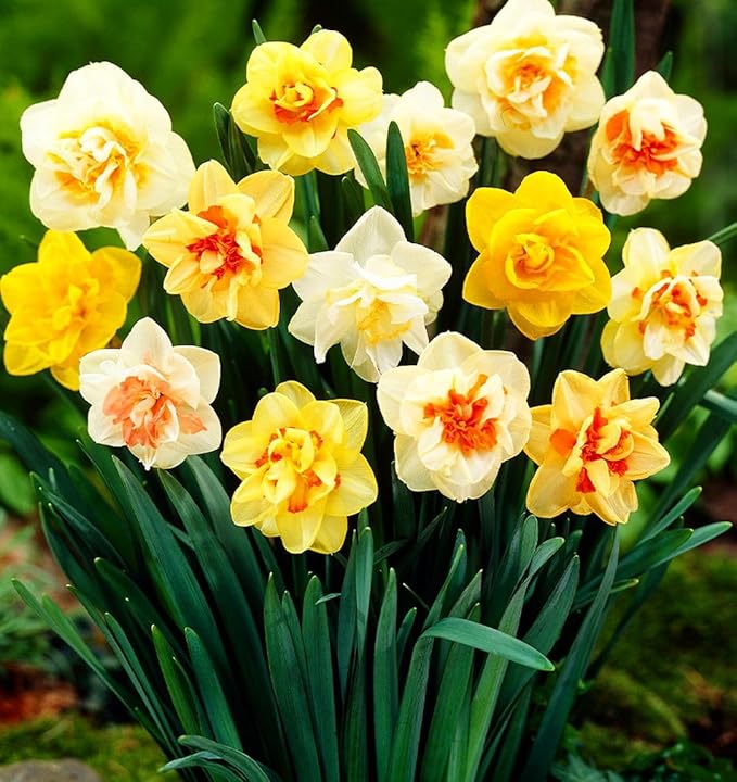 Complete Spring Flower Bulb Garden - Narcissus Assorted Colors Daffodil White Plant Bulbs (10 Pack) - 12cm Large Flower Bulbs for Indoor Outdoor (Daffodils Bulbs)