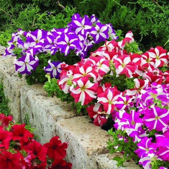 KIRA SEEDS - Seeds Petunia Starfall F1 Mix - Annual Flowers for Planting - GMO Free