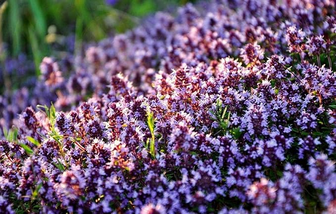 KIRA SEEDS - Seeds Thyme - Indoor - 500 Seeds - Heirloom Herb - GMO Free