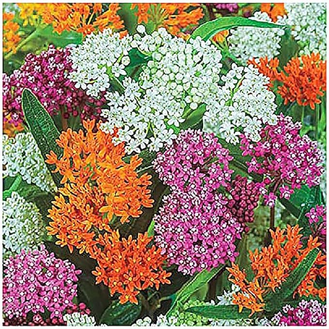 White Ice Swamp Milkweed Seeds to Help Save The Monarch Butterflies - Incarnata Milkweed