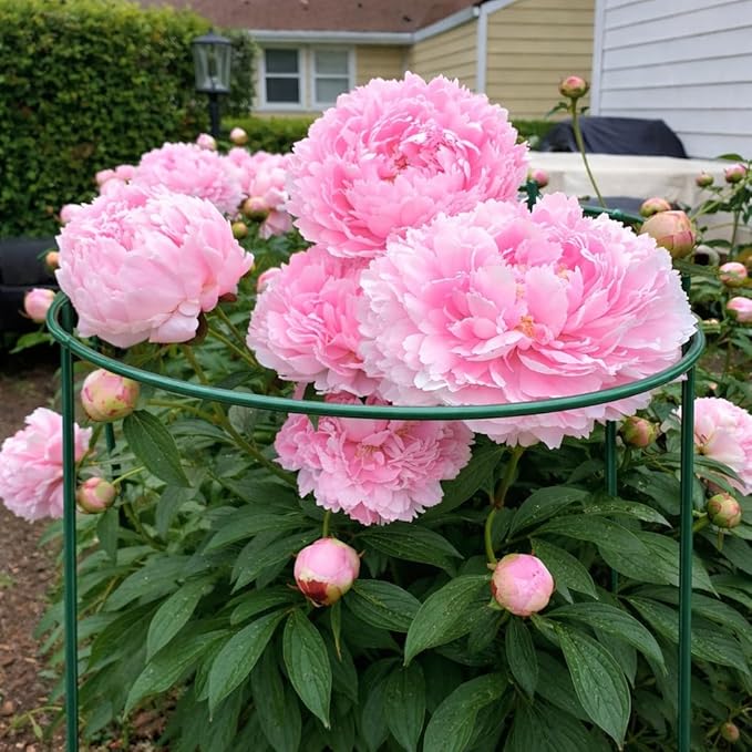 8 Pack Peony Support Cages, 10" W x 16" H Half Round Peony Plant Supports, Heavy Duty Metal Plant Support Stakes, Green Garden Plant Support Rings for Peony, Hydrangea, Roses & Flowers