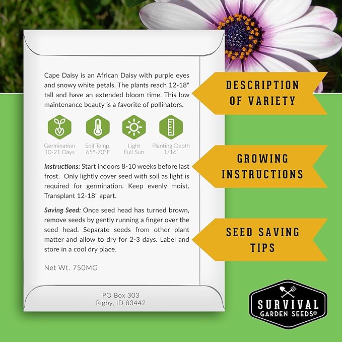 Cape Daisy Seeds for Planting - Osteospermum Ecklonis - White Petals with Purple Eyes, Long Blooming Annual to Tender Perennial Flower Variety - Survival Garden Seeds (5 Packs)