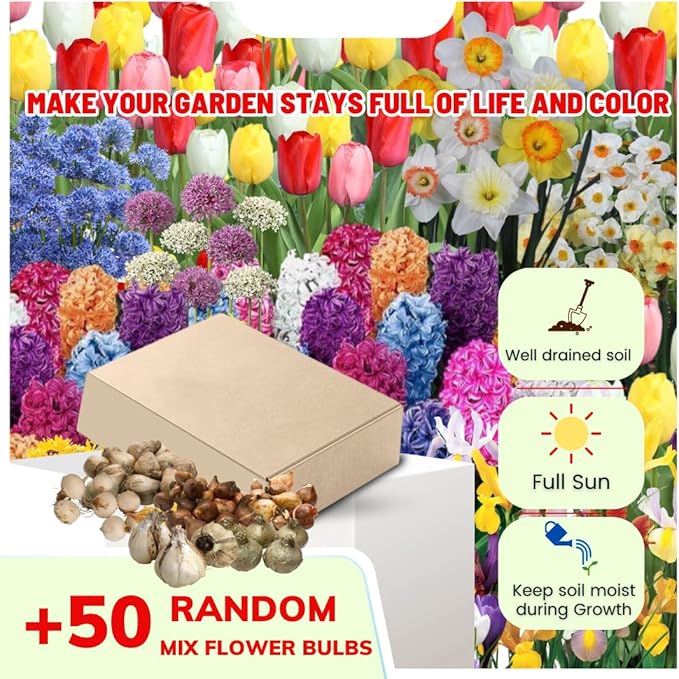 50 Mixed Flower Bulbs, Assorted Colorful Blooms for Spring, Mixed Daffodils, Allium, Iris & Hyacinths Flower Bulbs for Beds, Borders & Containers, Hardy Perennial Easy Fall Planting