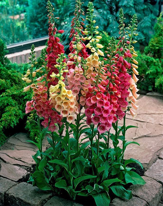 Foxglove Purple Mix Seeds – Digitalis Purpurea | Biennial/Perennial | Stunning Purple Blooms for Cottage Gardens & Borders