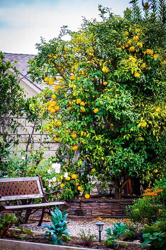 Gardenera's Premium Citron Tree Soil Mix - The Ideal Blend of Nutrients and Aeration for Growing Healthy and Productive Citrus Medica Trees - 3 Quart