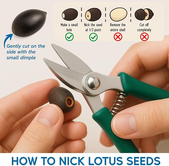200pcs Lotus Seeds for Planting - 10 Unique Varieties, Mixed Colors Loto de Cuenco Semillas, Includes Detailed Planting Guide, Perfect for Ponds, Water Gardens & Gifts, High Germination