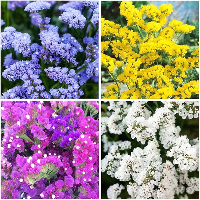 1000+ Perennial Limonium Statice Flower Seeds for Planting Non-GMO Heirloom Annual Limonium Cut Flower