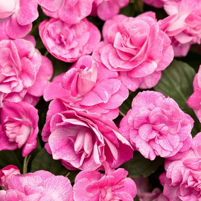 300+ Double Impatiens Seeds Perennial Annual Mixed Camellia Impatiens Balsamina Balsam Seeds Double Flower Borders Containers Outdoor