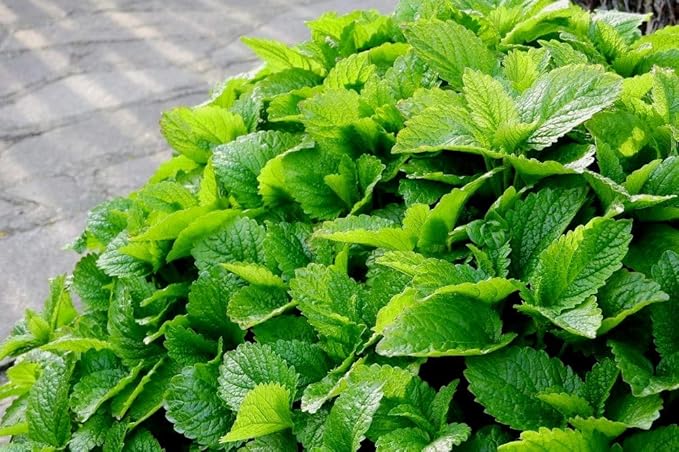 Peppermint Seeds for Planting Outdoors and Indoors 500+ Non-GMO Seeds for Herb Garden