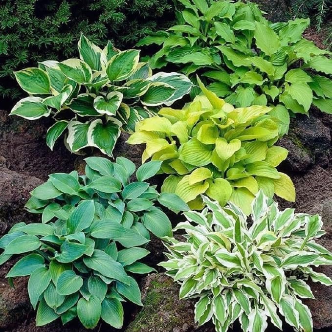 280+ Hosta Seeds for Planting - Hardy Perennial Ground Cover with Lush Fragrant Foliage, Thrives in Partial Shade Low Maintenance Long-Lasting Beauty for Garden Landscaping, Borders & Outdoor Decor