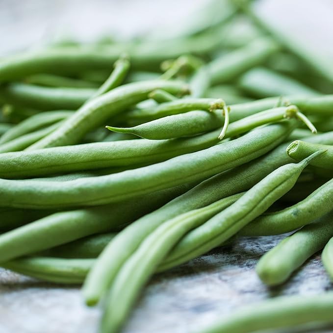 Banyan Botanicals Organic Green Bean Seeds – Provider Heirloom Green Bean Seeds – Early-Producing, Tender, and Crisp – 100 Count – Open Pollinated Non-GMO Easy to Grow
