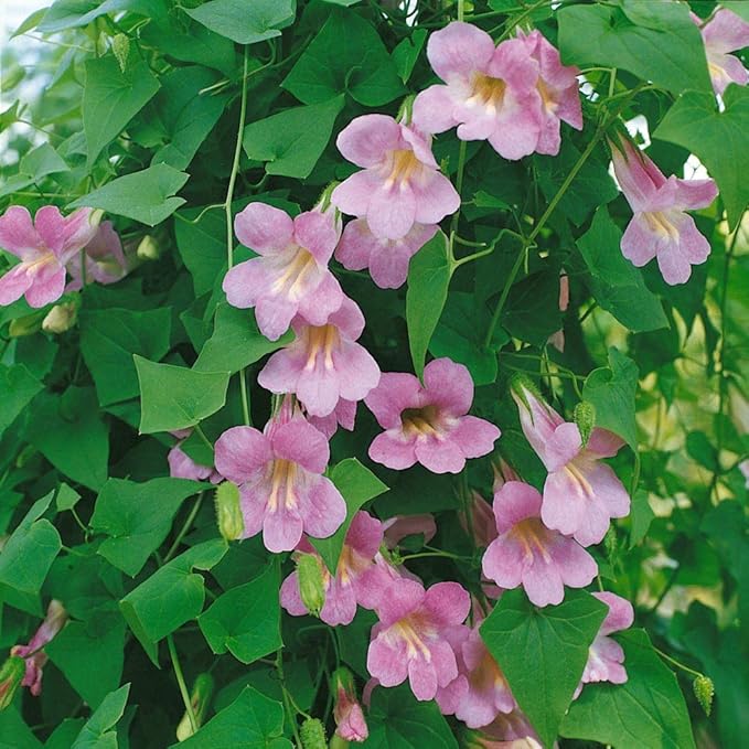 Outsidepride Rose Asarina Climbing Snapdragon Seeds - 100 Pcs Perennial Flower Seeds for Planting, Easy to Grow Climbing Vines w/Attractive Flowers for Containers, Trellises, & Ground Cover