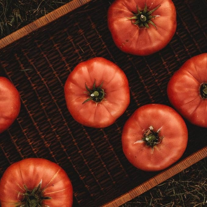 Dester Pink Heirloom Tomato - 50 Seeds - Giant Pink Beefsteak Tomato, Great Slicing Tomato for Burgers & Sandwiches, Non-GMO Heirloom Tomato Seeds for Planting in The Home Garden, Thresh Seed Company