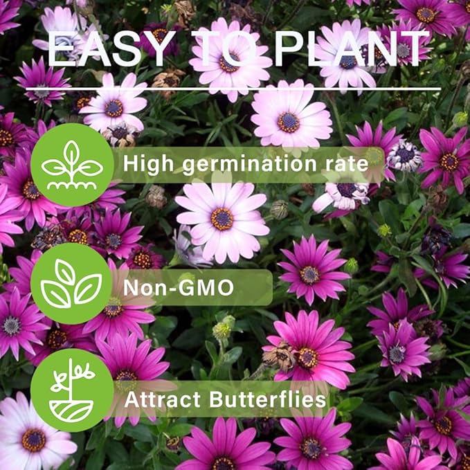 500+ Perennial Gerbera Daisy Flower Plants Seeds for Planting Outdoor-Attracts Bees&Butterflies Fragrant Butterfly
