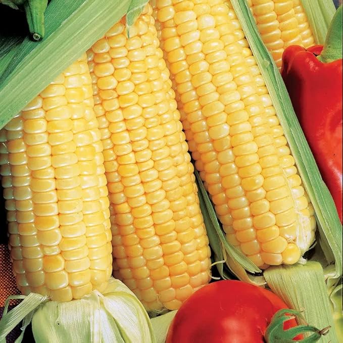 Park Seed Variety of Corn Seeds, Non-GMO Vegetable Seeds for Planting, Easy to Grow, Perfect for Harvesting, Sugar Buns Hybrid 2 Pack, Pack of 200