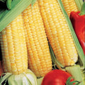 Park Seed Variety of Corn Seeds, Non-GMO Vegetable Seeds for Planting, Easy to Grow, Perfect for Harvesting, Sugar Buns Hybrid 2 Pack, Pack of 200