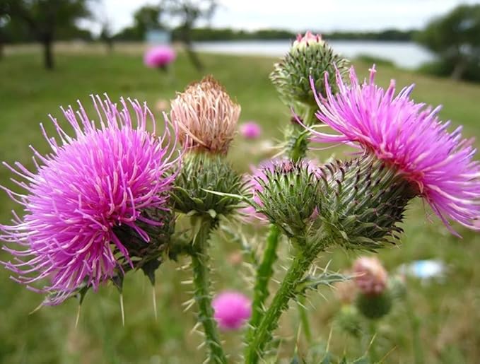 Seeds4planting - Seeds Milk Thistle Saint Mary's Medicinal Heirloom Herb Non GMO