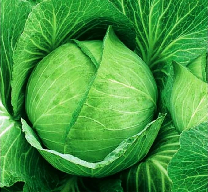 Seeds Vegetable Cabbage Green Late - 100 Seeds