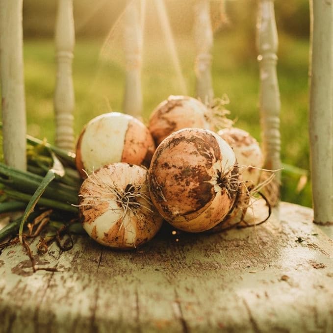 Walla Walla Onion - 50 Seeds - Large Heirloom Yellow Onion Variety, Giant Sweet Onions Reach up to 2lb, Non-GMO Heirloom Onion Seeds for Planting in The Home Garden, Thresh Seed Company
