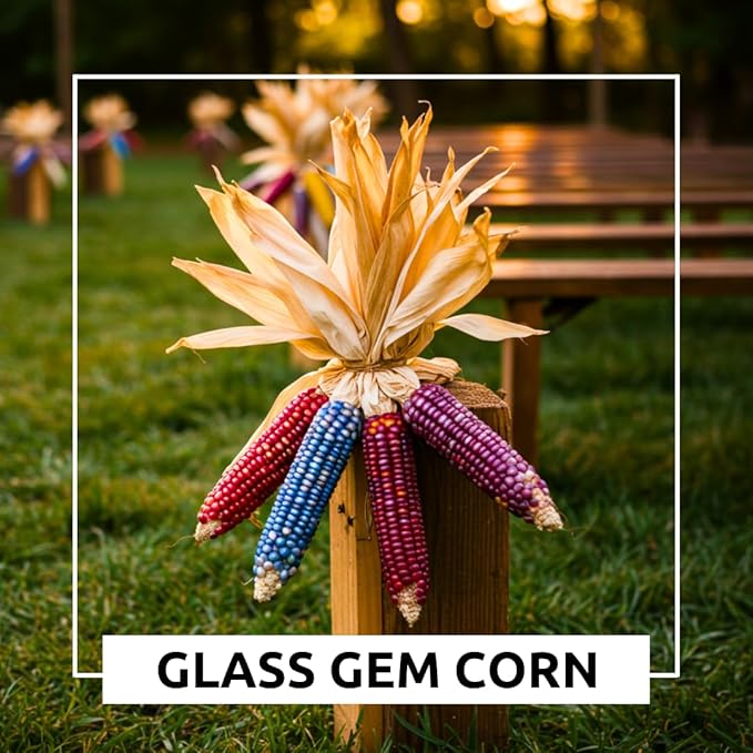 Glass Gem Indian Corn Seeds for Planting - 25+ Seeds - Vibrant Translucent Kernels - Grown in Iowa - Non-GMO