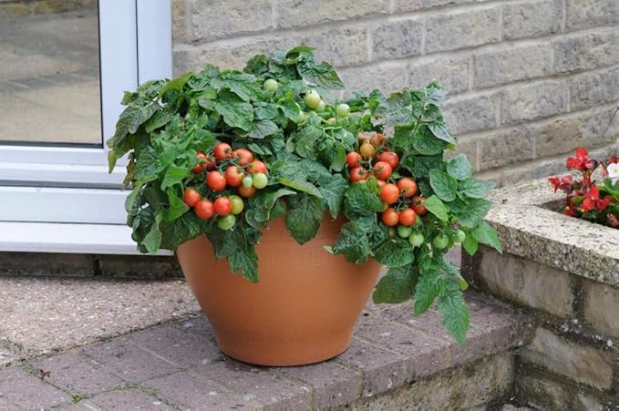 NIKA SEEDS - Seeds Vegetable Indoor Dwarf Tomato Santa Claus - 25 Seeds