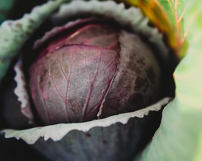 Red Acre Cabbage - 100 Seeds - Heirloom & Open-Pollinated Variety, Non-GMO Vegetable Seeds for Planting in The Home Garden, Thresh Seed Company