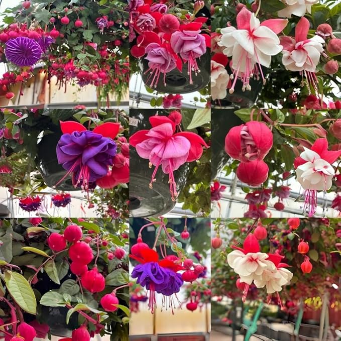 200pcs Fuchsia Seeds Perennial Hanging Flower, Indoor & Outdoor Bonsai Plant, Easy-to-Grow Ornamental Garden Plant for Balcony, Patio & Home