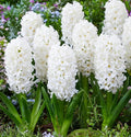 Votaniki White Pearl Hyacinth Bulbs - Hyacinthus Orientalis 'White Pearl' | Fragrant & Beautiful White Blooms - Easy to Grow Perennial Hyacinth (6 Pack)