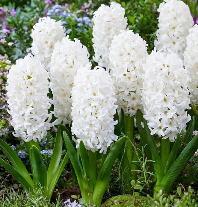 Votaniki White Pearl Hyacinth Bulbs - Hyacinthus Orientalis 'White Pearl' | Fragrant & Beautiful White Blooms - Easy to Grow Perennial Hyacinth (12 Pack)