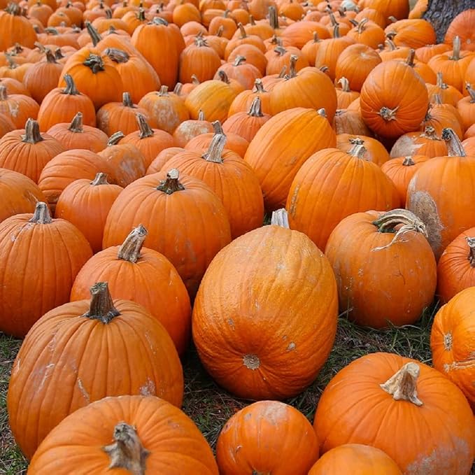 Small Sugar Pumpkin Seeds for Planting - Non-GMO Heirloom Packet with Instructions to Plant a Home Vegetable Garden - Great Gardening Gift - 25 Seeds Per Pack (2 Packets)