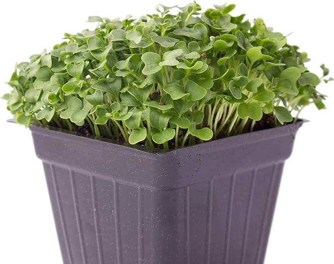 Kale Microgreens Seeds - 1 Oz ~8000 Seeds - Non-GMO - Seed for Growing Micro Greens - Premium, High Germination Rate Seed - Brassica oleracea