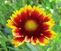 1000 Indian Blanket Flower Seeds for Planting 2 Grams of Seeds Gaillardia Pulchella USA Harvested pollinator bee Butterfly