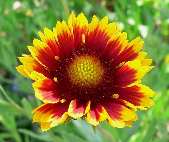 1000 Indian Blanket Flower Seeds for Planting 2 Grams of Seeds Gaillardia Pulchella USA Harvested pollinator bee Butterfly