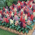 Park Seed Vista Mix Salvia Seeds - Pack of 250 Seeds, Vibrant Red, Purple, Cream, Salmon, and Lavender Blooms, Heat-Tolerant, Attracts Hummingbirds, Perfect for Containers and Garden Borders