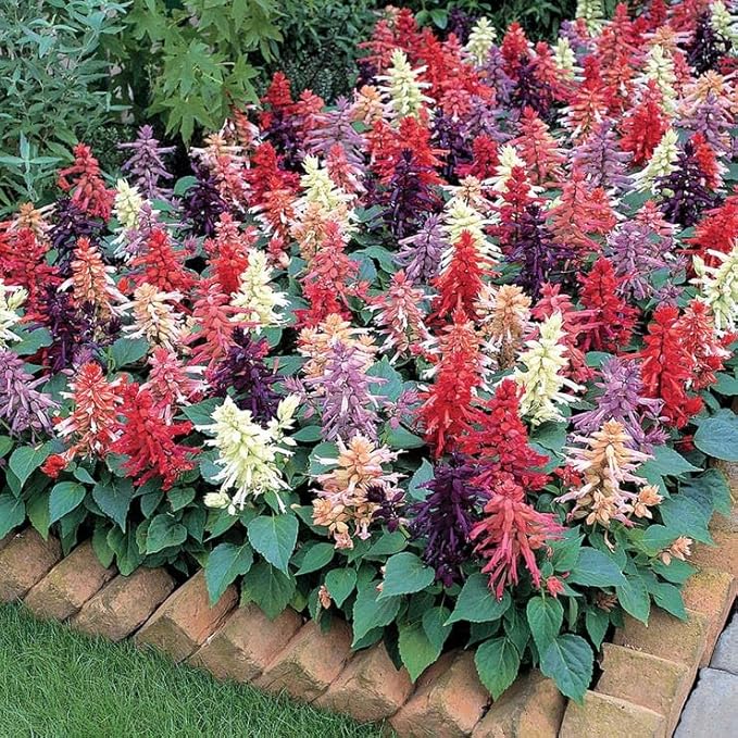 Park Seed Vista Mix Salvia Seeds - Pack of 250 Seeds, Vibrant Red, Purple, Cream, Salmon, and Lavender Blooms, Heat-Tolerant, Attracts Hummingbirds, Perfect for Containers and Garden Borders