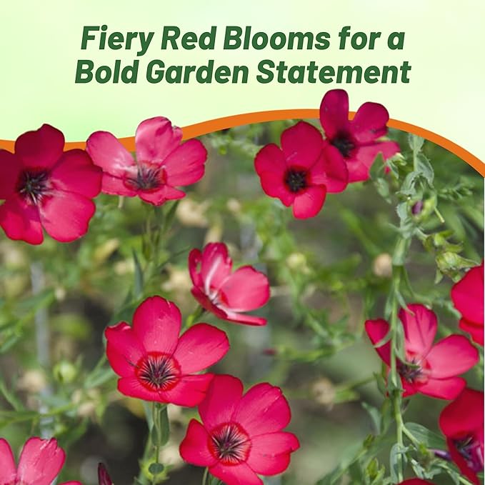 Outsidepride Scarlet Flax Seeds - 5000 Pcs Annual Flower Seeds for Planting, Self-Seeding, Drought-Tolerant w/Compact Growth, for Small Gardens, Meadows, Borders, or Mass Plantings