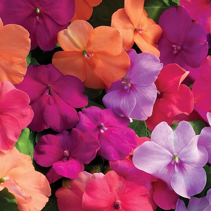 Mixed Impatiens Seeds for Planting - 500 Balsamina Balsam Camellia Impatiens Seeds Annual Flowers for Planting