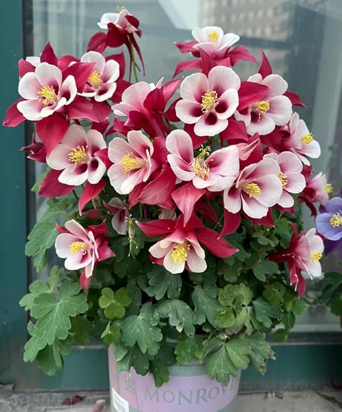 Aquilegia 'Pink Petticoat' Columbine Seeds – 100pcs Perennial Blooms with Double Pink Petals – Graceful Flowers for Outdoor Beds & Wildlife Gardens