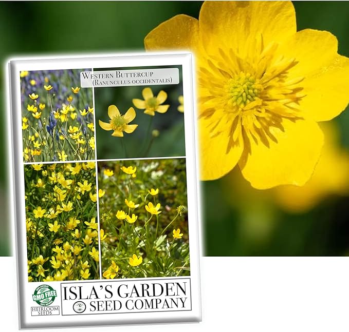 Western Buttercup Seeds (Ranunculus occidentalis) – 250+ Non-GMO & Heirloom Seeds by Isla’s Garden Seeds, Long-Blooming Field Flowers for Pollinator-Friendly Gardens, Great Gardening Gift