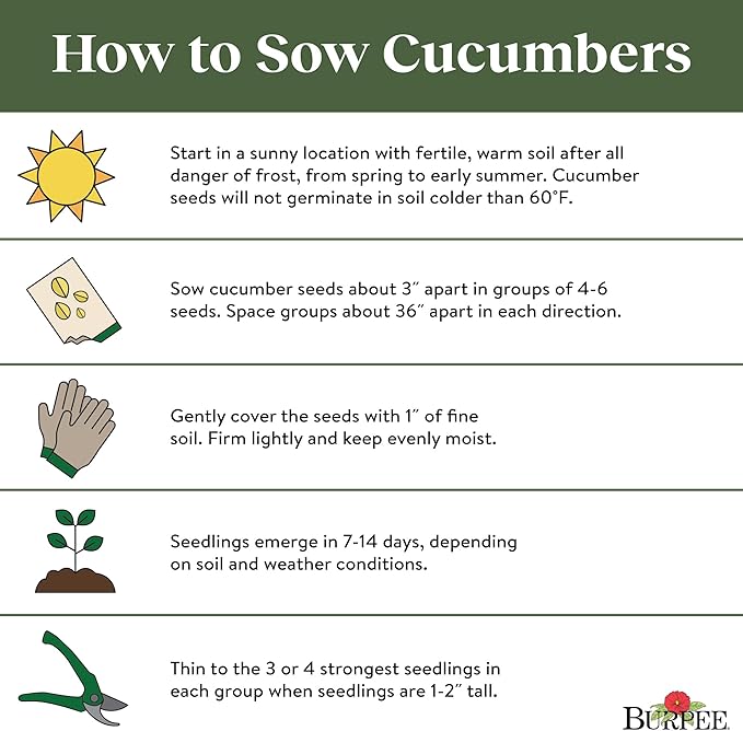 Burpee 'Sweet Success' Slicing Cucumber Seeds, 20 Non-GMO seeds