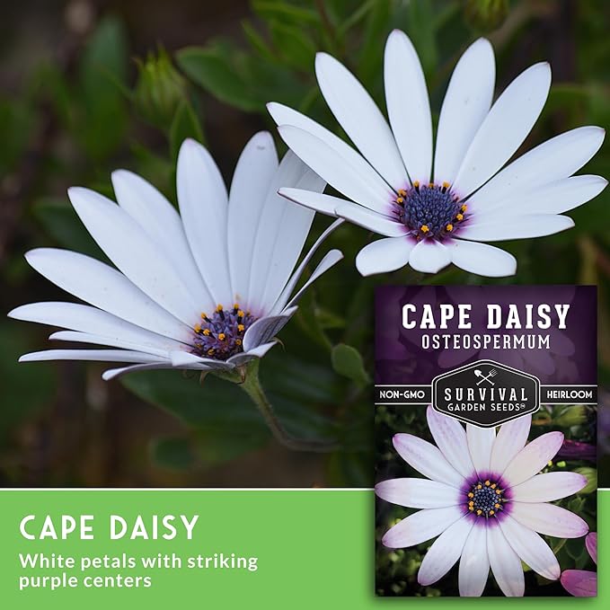 Cape Daisy Seeds for Planting - Osteospermum Ecklonis - White Petals with Purple Eyes, Long Blooming Annual to Tender Perennial Flower Variety - Survival Garden Seeds (2 Packs)