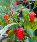 30+ Ghost Pepper Seeds Bhut Jolokia Extremely Hot Pepper Chili Genuine USA Non-GMO Garden Planting